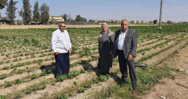 تكثيف المرور علي زراعات الفراولة بالإسماعيلية لزيادة الصادرات.. صور