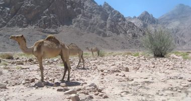 رحلات السفارى تختار جبال البحر الأحمر.. المنطقة ببحيراتها ومحمياتها الطبيعية الخلابة تجتذب السياح.. والتنوع البيولوجى الكبير متحف مفتوح.. وشجرة "التنين" على جبل عبلة تحتفظ بسر التحنيط عند المصريين القدماء