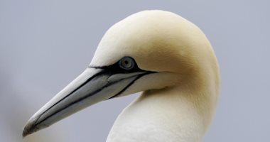 طائر الأطيش العاشق.. موسم تزاوج الطيور المهاجرة فى جزيرة بونافنتور الفرنسية