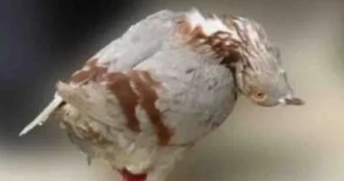 يحول الحمام "زومبى".. صحيفة إسبانية: تأهب بأوروبا لظهور فيروس مجهول.. صور
