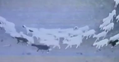 لغز حير الجميع..مئات الأغنام تطوف 12 يوما متتالية فى الصين.. فيديو وصور