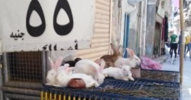 تعرف على أسعار الدواجن والبيض فى أسواق دمياط 