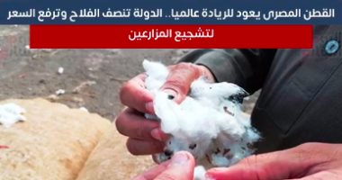 القطن المصرى يعود للريادة عالميا.. الدولة تنصف الفلاح وترفع السعر لتشجيع المزارعين