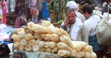 صورة ومعلومة.. اللوف المصرى مقشر طبيعى للبشرة وصديق للبيئة