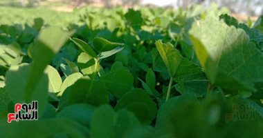 التحول للأخضر.. 400 أسرة بسيناء يحولون قريتهم لمنطقة خضراء منتجة