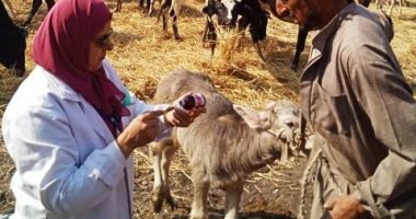 حياة كريمة بالشرقية.. قافلة طبية بيطرية شاملة بالحجاجية فى فاقوس