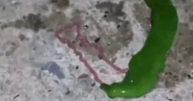 ما أقوى حيوان على وجه الأرض؟.. دودة عملاقة من "بطيئات المشية" تعيش فى كثبان رملية ودرجة الحرارة الشديدة والحرمان من الأكسجين.. تستوطن شمال فنلندا ولا تتأثر بالطلقات النارية.. واسمها مستوحى من شخصيات "هارى بوتر"