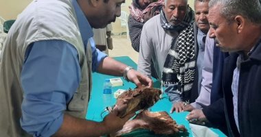 البحوث الزراعية بالوادى الجديد تنفذ ورشة عمل عن مكافحة سوسة النخيل بقرية بولاق