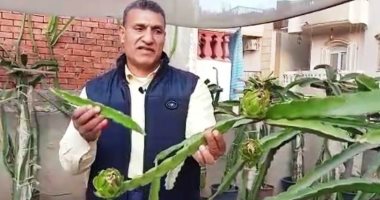 "فاكهة الدراجون" شكل وطعم مختلف.. وهذا سبب انخفاض سعرها من 1000 جنيه لـ150