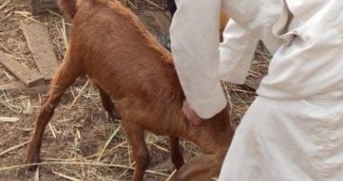 الطب البيطرى يواصل حملة تطعيم الحمى القلاعية فى العريش