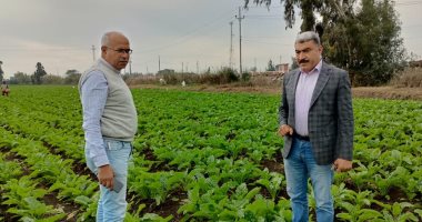 زراعة كفر الشيخ: زراعة 110 آلاف فدان قمح و85 ألف فدان بنجر