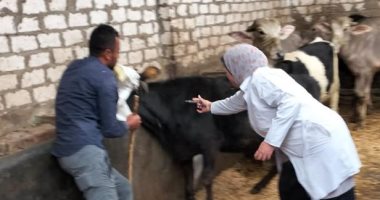 تحصين 88 ألف حيوان ضد الحمى القلاعية والوادى المتصدع بالغربية