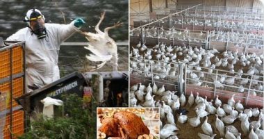 بريطانيا تواجه أزمة فى الديوك الرومى بعيد الشكر بسبب أنفلونزا الطيور