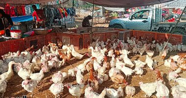 أسعار الدواجن اليوم فى المزارع تسجل 41 جنيها والمستهلك 45 جنيها