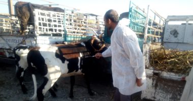 "بيطرى الأقصر" تواصل عملها فى فحص المواشي وتحصينها في سوق أرمنت.. صور
