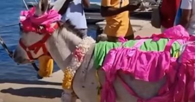 مسابقة ملكة جمال الحمير فى كينيا.. تسلط الضوء على الرأفة بالحيوان