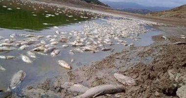نفوق آلاف الأسماك فى بحيرة أرجنتينية بسبب الجفاف