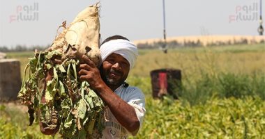 صورة ومعلومة.. حصاد البنجر مصدر إنتاج ربع السكر حول العالم