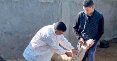 الطب البيطرى: انطلاق الحملة القومية للتحصين ضد الجلد ‎العقدى وجدرى الأغنام بالفيوم