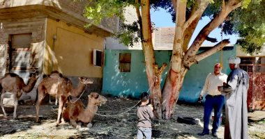 حملة تفتيش بيئية لإنهاء شكاوى من روث ومخلفات الخيول والجمال بالأقصر.. صور 