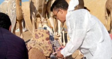 توسيع دائرة تحصين الحيوانات بشمال سيناء لتشمل الجمال بميدان سباقات الهجن