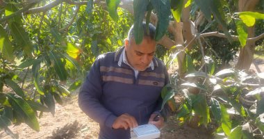 لجنة للمرور على مصايد ذبابة الفاكهة بمركز فايد بالإسماعيلية