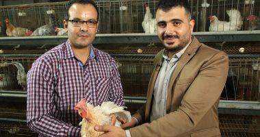 "فراخ بنها" أحدث سلالات الدواجن.. تنتج 245 بيضة والتجارب استمرت 11 سنة (فيديو)