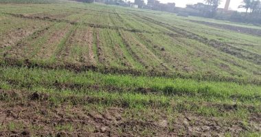 مدير زراعة الشرقية: زراعة 299 ألف فدان منها 85 بنظام التسطير والمصاطب