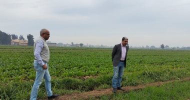 زراعة 150 ألف فدان قمح و 90 ألف بنجر فى كفر الشيخ