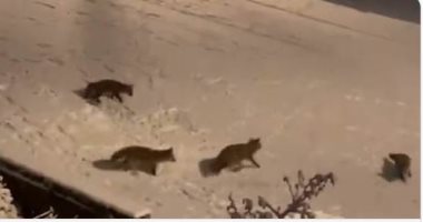 أسرة مع بعضيهم.. لحظة رائعة لعائلة ثعالب تلعب بالثلج فى لندن.. فيديو