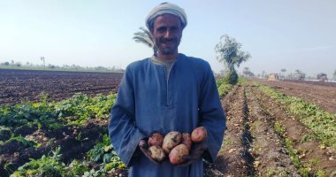 التليفزيون هذا المساء.. الفدان ينتج 10 أطنان والحصاد مستمر.. بطاطس المنيا منورة الغيطان