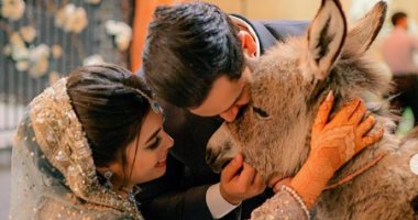 باكستانى يفاجئ زوجته بحمار صغير هدية ليلة زفافهما.. فيديو