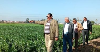 وكيل زراعة دمياط يتابع زراعات القمح والفول ويشدد على زيادة المساحات المنزرعة