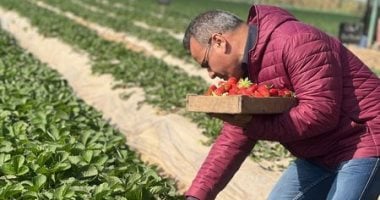 حمار وحلاوة يا فراولة.. حصاد المحصول فى حلقة جديدة من "مانشيت" للقرموطى.. اليوم 