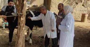 بيطرى المنوفية: تحصين أكثر من 296 ألف رأس ماشية وأغنام ضد الحمى القلاعية