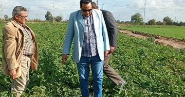 زراعة دمياط: المساحة المنزرعة بالقمح 26250 فدانا حتى الآن.. صور