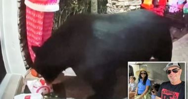 دب جائع يسرق عشاء أسرة أمريكية من البطاطس والناجتس.. فيديو وصور