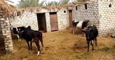 زراعة الوادى الجديد: الموافقة على تنفيذ 262 مشروع إنتاج حيوانى وداجنى 