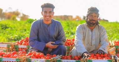 حمراء ومجنونة يا قوطة.. الأقصر تشهد العمل يومياً فى موسم حصاد الطماطم