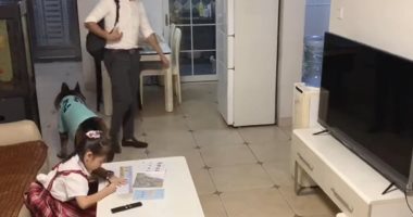 كلب ينبه طفلة لإغلاق التليفزيون والعودة للمذاكرة قبل عودة أبيها.. فيديو