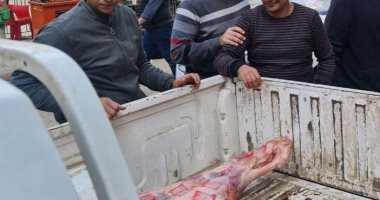 ضبط 210 كجم لحوم مجمدة غير صالحة للاستهلاك الآدمى بالمنوفية