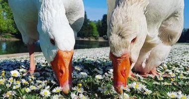 كرموها بنصب تذكارى ببريطانيا.. نفوق إوزة لاكتئابها حزنًا على موت شريكها