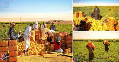 خير بلدنا.. انطلاق موسم حصاد فاكهة الكنتالوب الشتوية.. مزارع: نزرع الكنتالوب الفرنساوى والهجين فى الأراضى الجبلية ونعتمد على الزراعة بالأنفاق فى شهور الشتاء.. ومهندس زراعى:  الفدان ينتج من 4 لـ6 أطنان .. صور