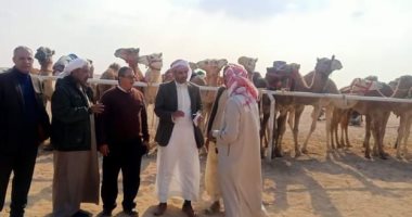 رئيس مدينة طور سيناء يشهد نهائى سباق الهجن.. صور