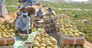أصحاب مزارع الكنتالوب يواصلون العمل فى جمع "كوز الشهد" لتوفيره بالأسواق.. صور