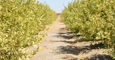 طفرة فى الزراعات غير التقليدية والموفرة للمياه.. نجاح تنفيذ أكبر مشروع للنباتات الطبية والعطرية بالوادى الجديد.. 6 ملايين شتلة لزراعة 7500 فدان بأشجار الجوجوبا لإنتاج أغلى الزيوت الطبية فى العالم.. صور