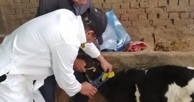 بيطري الغربية: تحصين 243 ألف حيوان ضد الحمى القلاعية والوادى المتصدع