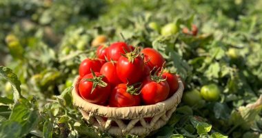 الطماطم منورة المزارع.. الأقصر تواصل موسم الحصاد فى المزارع الجبلية.. صور