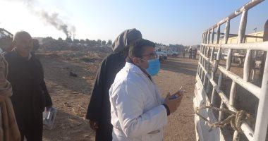 تشكل لجان لفحص وتحصين المواشى بأسواق الأقصر ضد الحمى القلاعية والوادى المتصدع