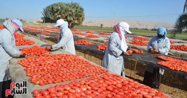 الطماطم المجففة.. زيادة التصدير وتقليل الفاقد.. مناشر لتجفيف" المجنونة" فى الأقصر.. الفتيات والعمال ينطلقون يومياً لجمعها من الحقول.. ومهندس زراعى: ثانى أهم محصول بعد قصب السكر.. صور